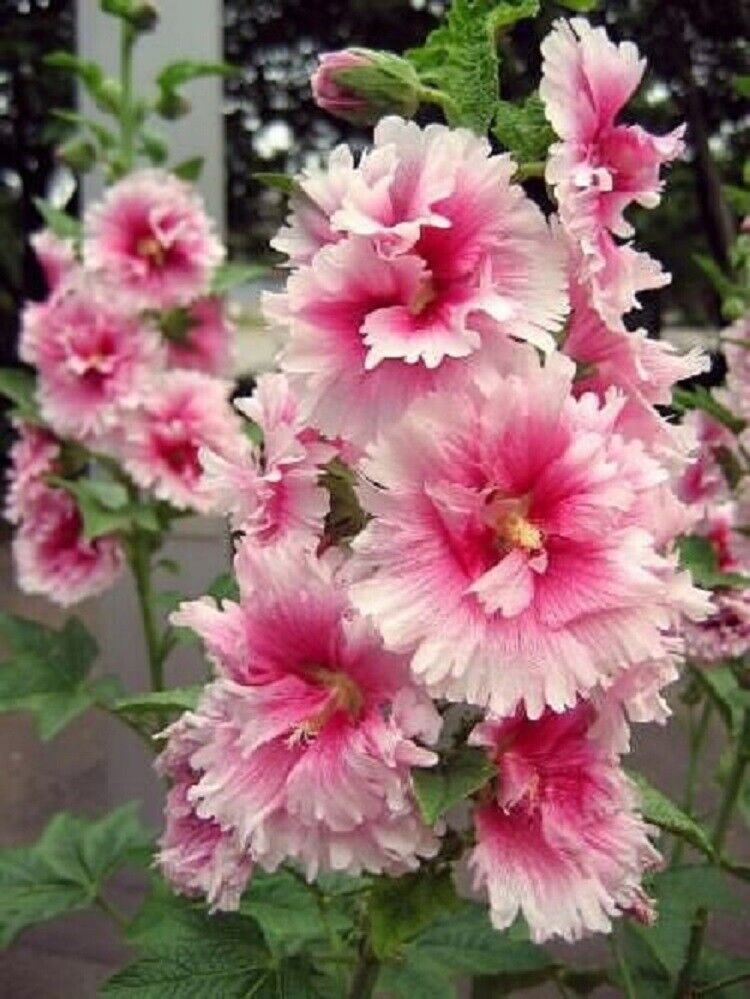 Green River 25 Pink White Hollyhock Seeds - Flower Seed Pack, Tall Perennial Blooms, Cottage Garden Plants for Borders, Premium Seeds for Planting, Pollinator Friendly Flowers