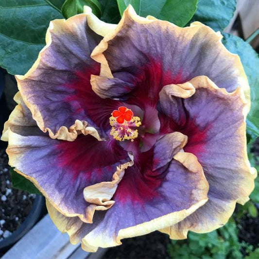 Green River 20 Cream Purple Pink Hibiscus Seeds - Premium Perennial Flower Seeds Pack for Tropical & Pollinator Gardens, Hardy Outdoor Seeds for Full Sun & Well-Drained Soil, Vibrant Garden Blooms Attracting Butterflies & Hummingbirds