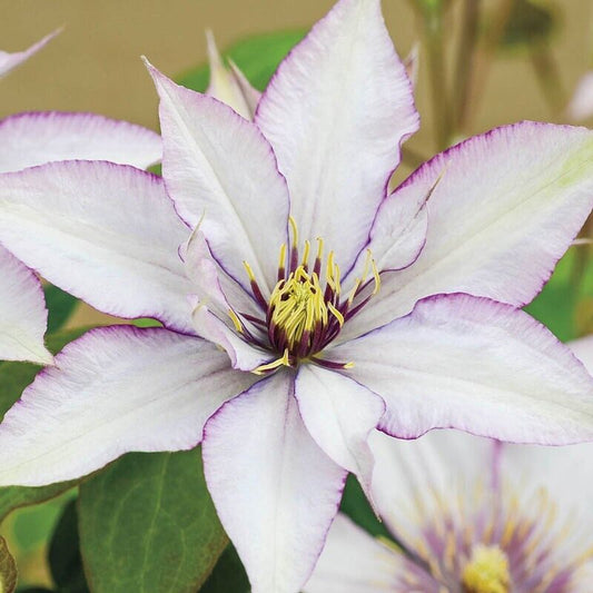 Green River Sammi Jo Clematis Seeds - 25 Flower Seed Pack, Perennial Climbing Vine, Dried Clematis Plant Seeds for Fences and Trellises, All Seasons, USDA Zones 4-9