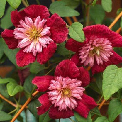 Green River Double Red Clematis Seeds - 25 Flower Seed Pack, Perennial Climbing Vine, Dried Clematis Plant Seeds for Fences and Trellises, All Seasons, USDA Zones 4-9