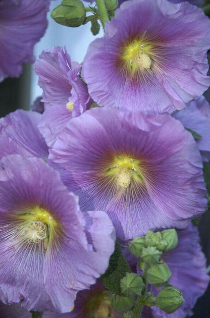 Green River 25 Purple Yellow Hollyhock Seeds - Flower Seed Pack, Tall Perennial Blooms, Cottage Garden Plants for Borders, Premium Seeds for Planting, Pollinator Friendly Flowers