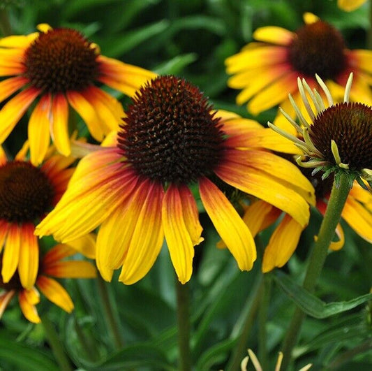Green River 50 Yellow Orange Coneflower Seeds - Drought-Tolerant Decor Seeds for Pollinator Gardens, Perennial Blooms, Ideal for Summer Conditions