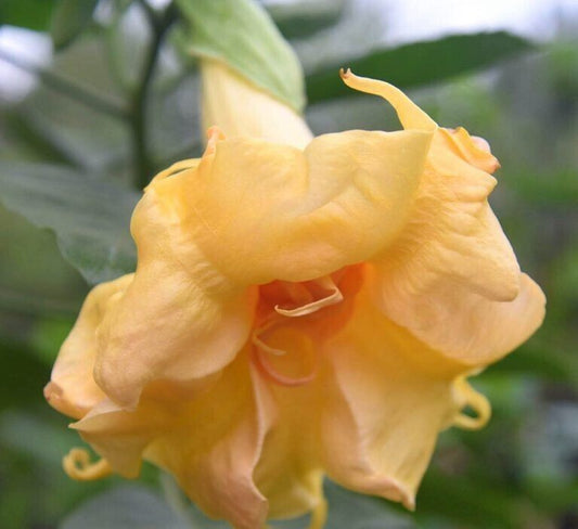 Green River Seeds 10 Sommer Belle Angel Trumpet Seeds - Premium Brugmansia Flowers for Pots Patios & Cottage Gardens - Fast Growing Exotic Scented Blooms for Full Sun Zones