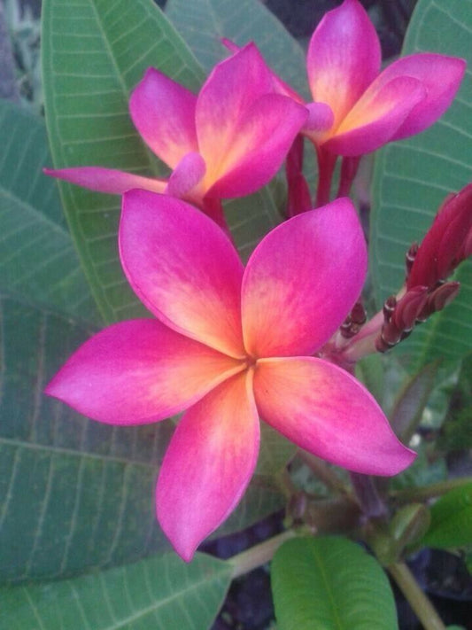 Green River 5 Bright Pink Orange Plumeria Seeds - Flower Seed Pack, Premium Tropical Blooms, Fragrant Perennial Plants for Garden Charm, Ideal for Leis and Containers