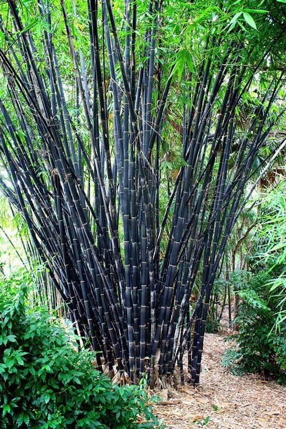 Green River 50 Tropical Black Bamboo Seeds - Tall Bamboo Plant Seeds for Privacy Screens & Garden Landscaping – Premium Bamboo Seeds for Planting Outdoors or in Pots – Non-Invasive Fast-Growing Lawn Plants – Seeds for Gardening & More