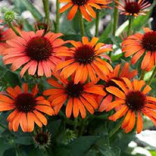 Green River 50 Orange Skipper Coneflower Seeds - Drought-Tolerant Decor Seeds for Pollinator Gardens, Perennial Blooms, Ideal for Summer Conditions