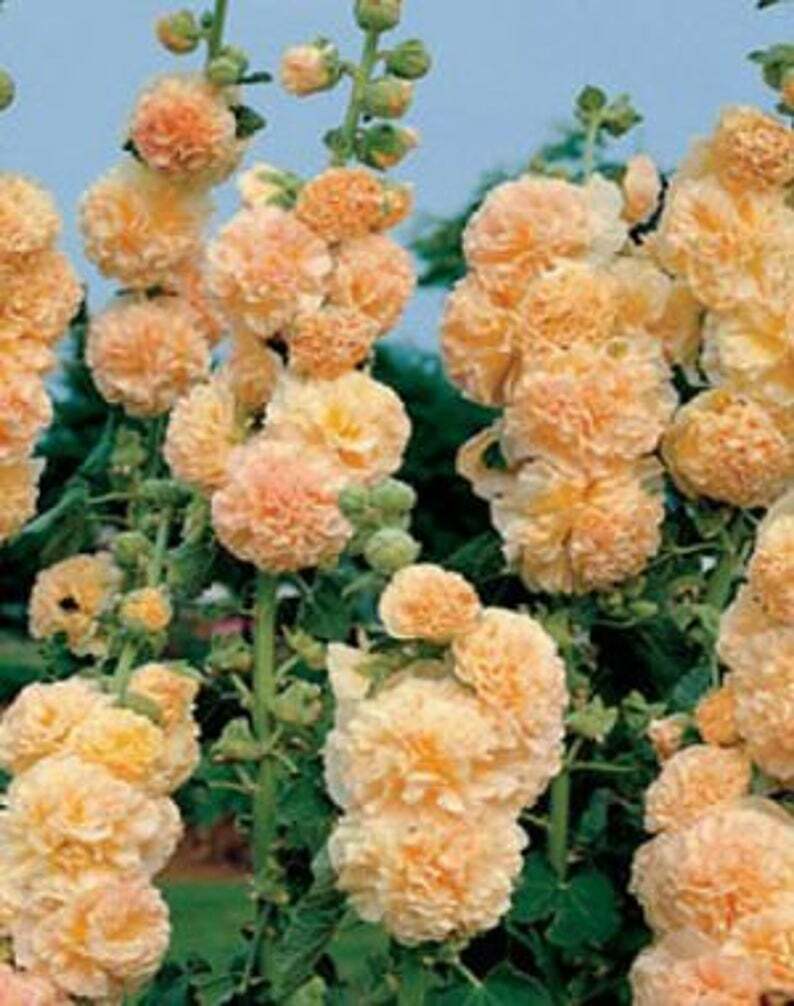 Green River 25 Apricot Hollyhock Seeds - Flower Seed Pack, Tall Perennial Blooms, Cottage Garden Plants for Borders, Premium Seeds for Planting, Pollinator Friendly Flowers