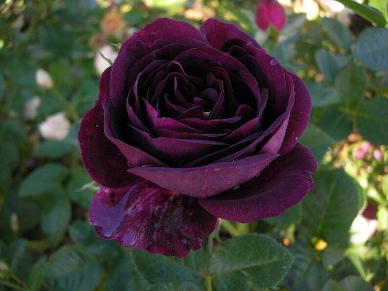 hybrid rose seeds 10 Dark Purple Rose Seeds Flower Bush Perennial Shrub Flowers Seed 125 – Green River Seeds