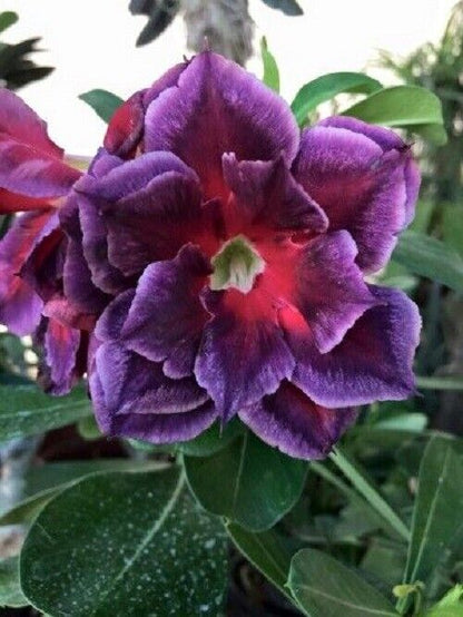 Green River 4 Fushia Magenta Desert Rose Seeds - Premium Exotic Succulent Flower Seeds for Indoor Pots Bonsai & Tropical Decor Drought-Tolerant, Easy to Grow Unique Trunk, Premium Seed Pack for Collectors