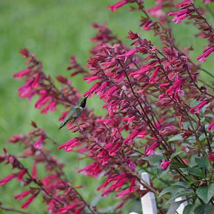 Green River 50 Wendy's Wish Salvia Seeds - Vibrant Perennial Flower Seeds for Borders & Pollinator Gardens, Drought-Tolerant, Butterfly Magnet, All Seasons, Bag, Partial Sun