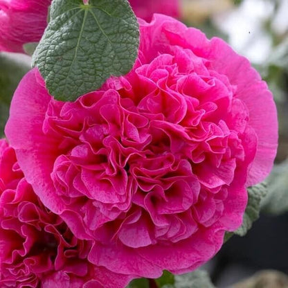 Green River 25 Double Bright Pink Hollyhock Seeds - Flower Seed Pack, Tall Perennial Blooms, Cottage Garden Plants for Borders, Premium Seeds for Planting, Pollinator Friendly Flowers