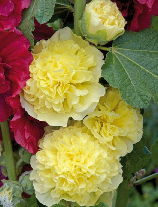 Green River 25 Golden Yellow Hollyhock Seeds - Flower Seed Pack, Tall Perennial Blooms, Cottage Garden Plants for Borders, Premium Seeds for Planting, Pollinator Friendly Flowers