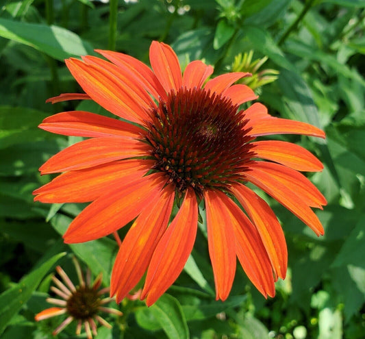 Green River 50 Orange Tangerine Coneflower Seeds - Drought-Tolerant Decor Seeds for Pollinator Gardens, Perennial Blooms, Ideal for Summer Conditions