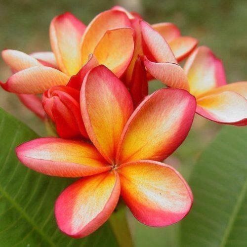 Green River 5 Orange Pink Plumeria Seeds - Flower Seed Pack, Premium Tropical Blooms, Fragrant Perennial Plants for Garden Charm, Ideal for Leis and Containers