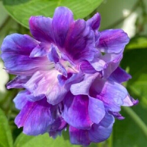 Green River 20 Spanish Blue Eyes Morning Glory Seeds- Flower Seed Pack, Climbing Vine, Full Sun Blooms, Annual-Perennial Mix, Pollinator Friendly, Premium Seeds for Trellis and Fences