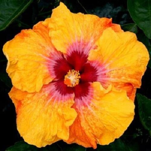Green River 20 Yellow and Red Hibiscus Seeds - Premium Perennial Flower Seeds Pack for Tropical & Pollinator Gardens, Hardy Outdoor Seeds for Full Sun & Well-Drained Soil, Vibrant Garden Blooms Attracting Butterflies & Hummingbirds