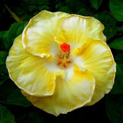 Green River 20 White and Yellow Hibiscus Seeds - Premium Perennial Flower Seeds Pack for Tropical & Pollinator Gardens, Hardy Outdoor Seeds for Full Sun & Well-Drained Soil, Vibrant Garden Blooms Attracting Butterflies & Hummingbirds